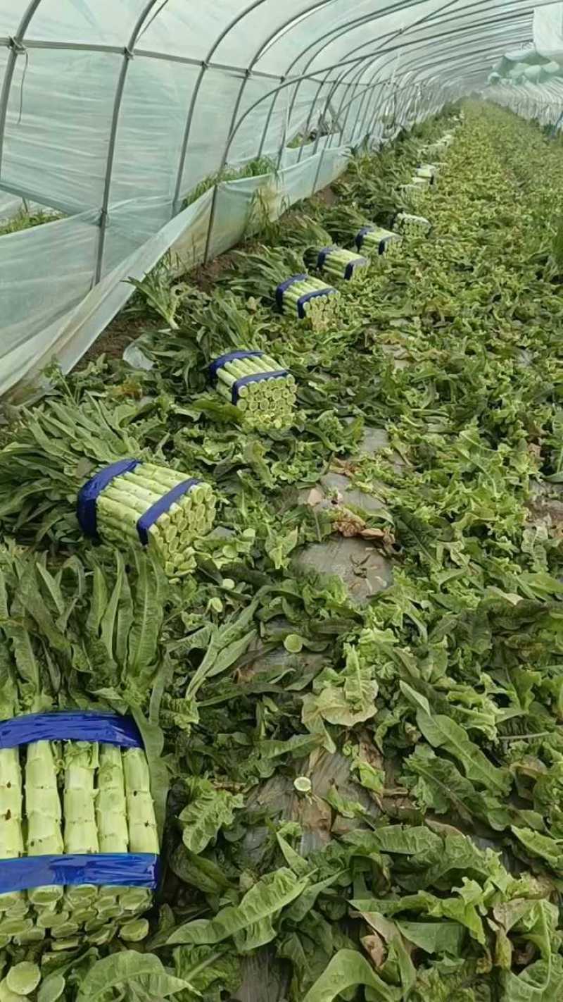 山东精品莴苣，莴苣杆子，大量现货无空心，质量保证，