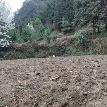 散养土鸡蛋，农村直供新鲜