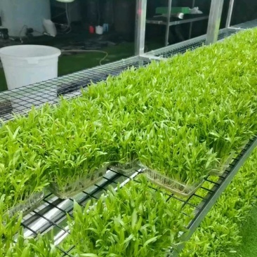 北京精品空心菜苗，诚信经营，量大从优，可视频看货，欢迎选购