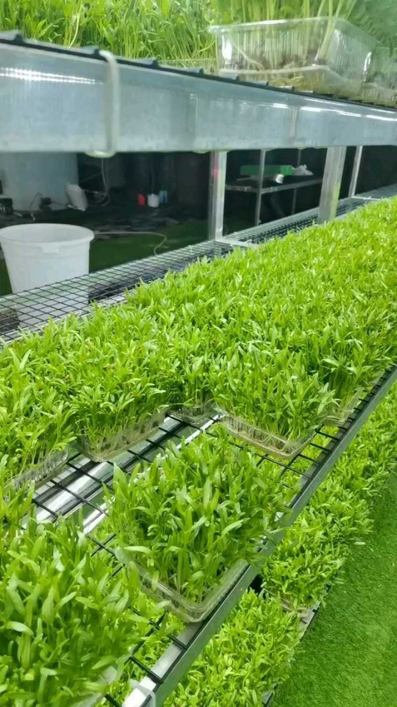 北京精品空心菜苗，诚信经营，量大从优，可视频看货，欢迎选购