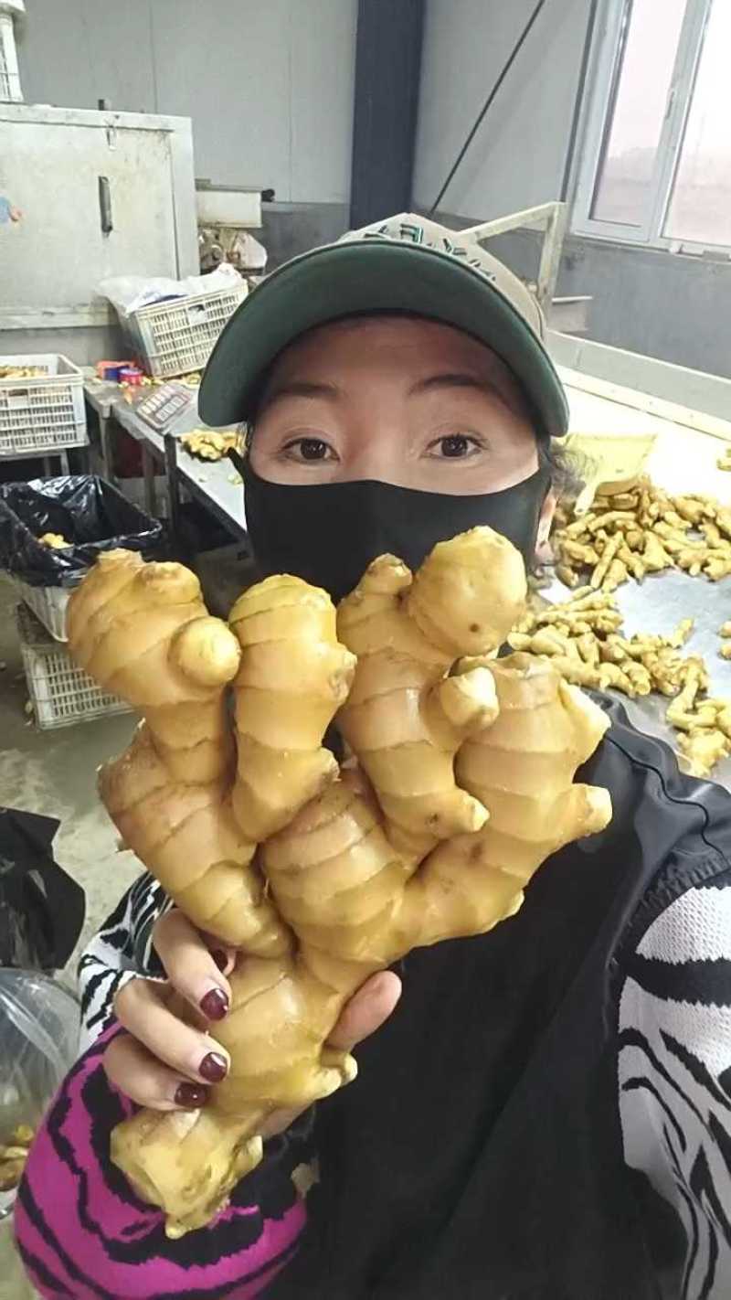 电商货生姜/出口生姜/赶集货/超市货/一手货源，代发全国
