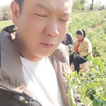云南甜脆豌豆，现摘现发，早上摘，晚上发，一件代发，代办产地直