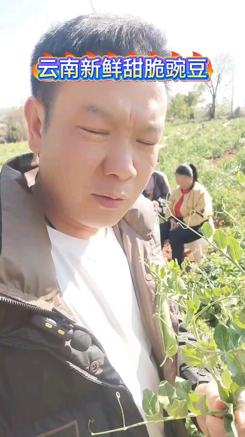 云南甜脆豌豆，现摘现发，早上摘，晚上发，一件代发，代办产地直