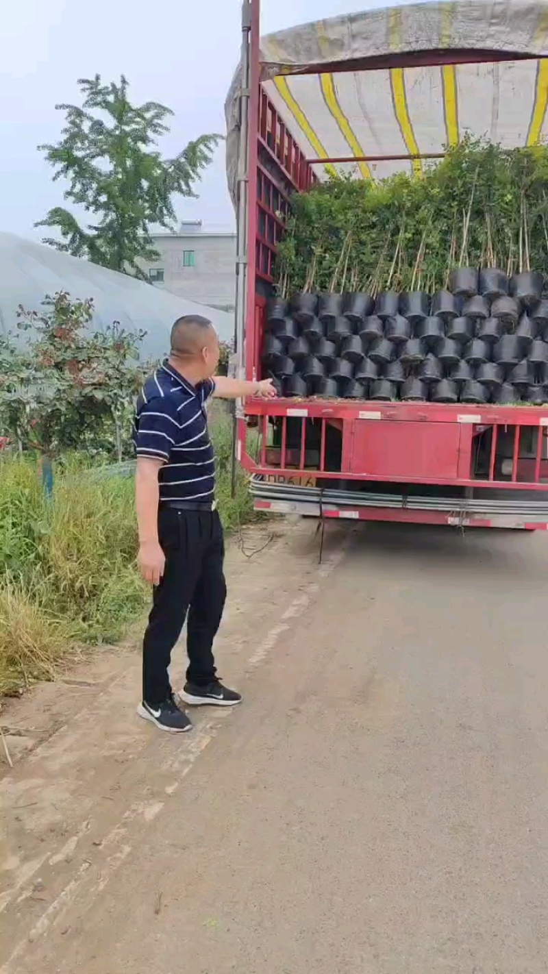 精品藤本月季，现场起货一米多高