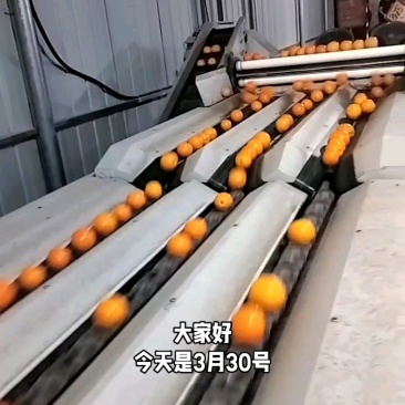 中华红血橙红橙自家果园一手货源电商批发商超出口外贸诚