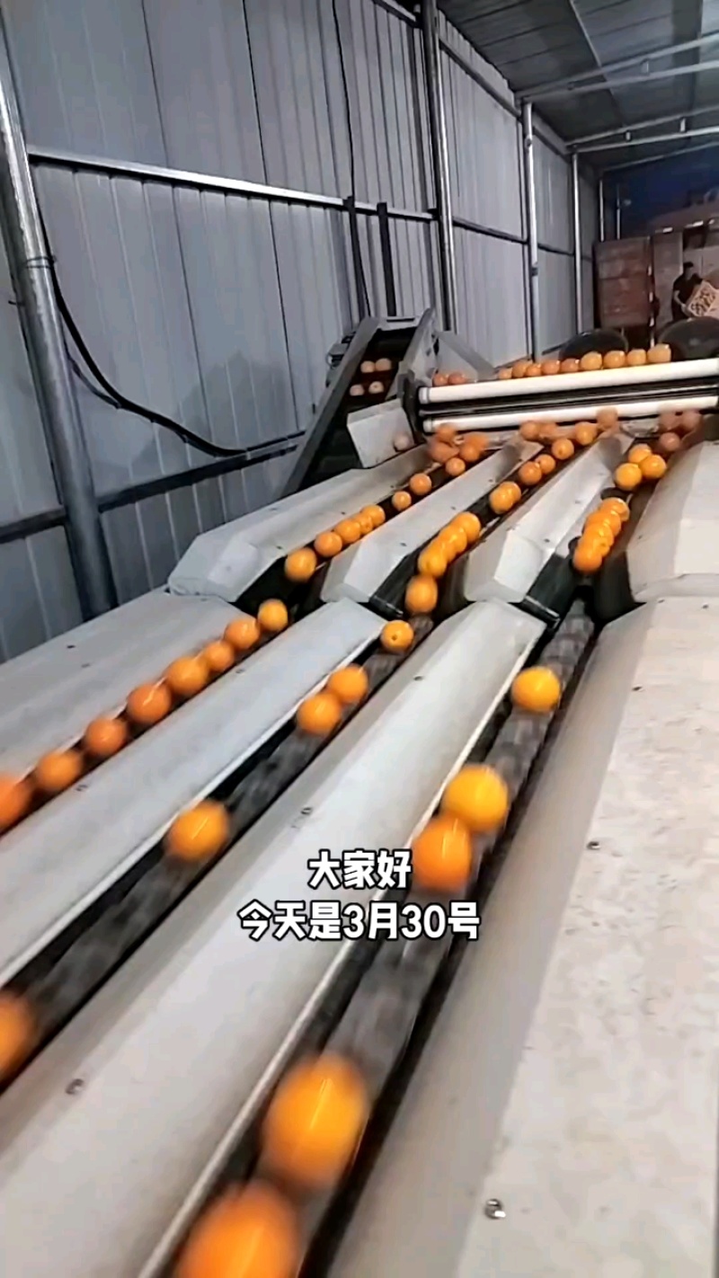 中华红血橙红橙自家果园一手货源电商批发商超出口外贸诚