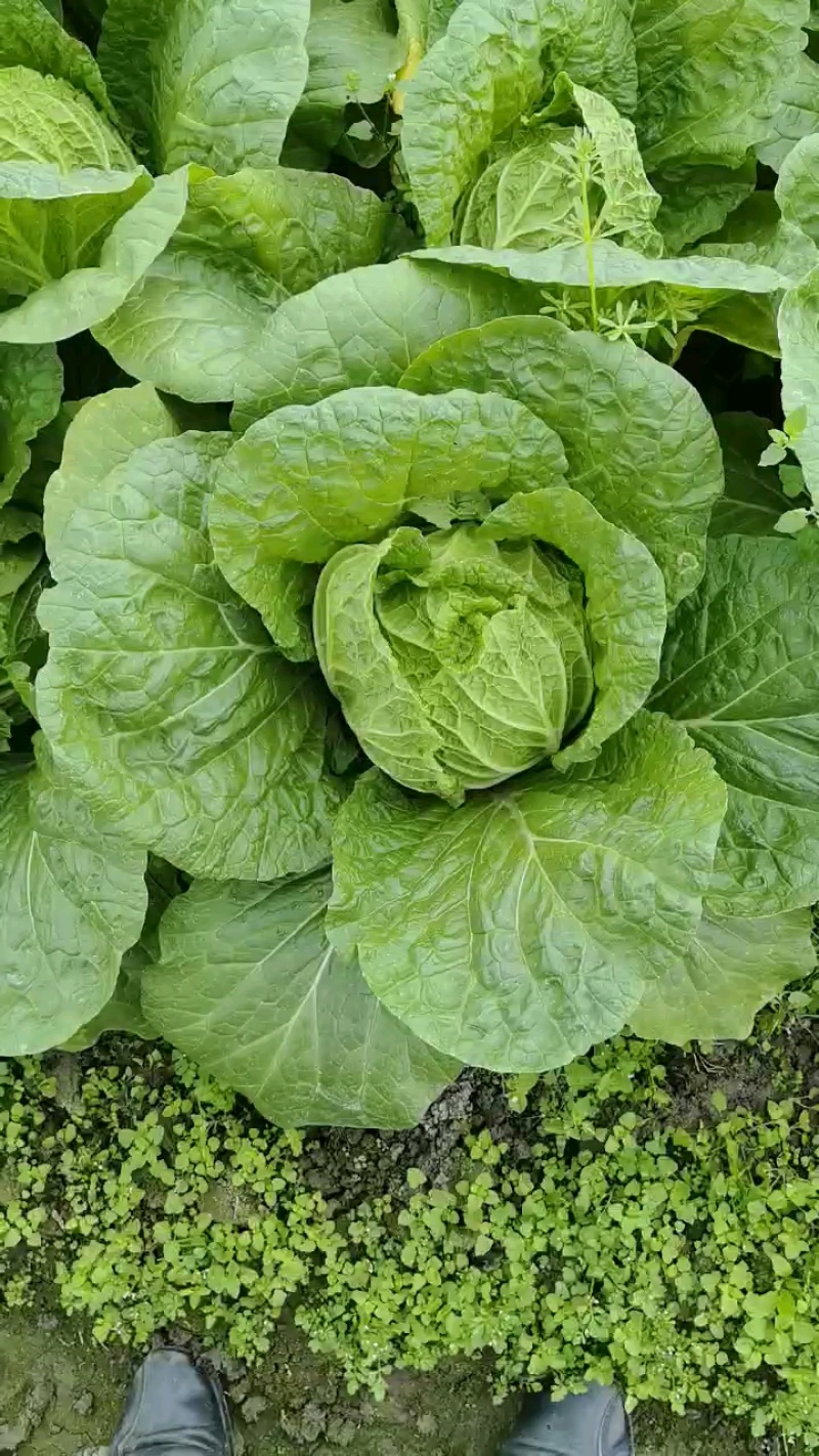 大白菜！大量上市！产地直发！市场商超！