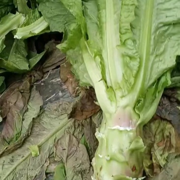 汉中青皮莴笋大量有货，质量好，一条龙服务