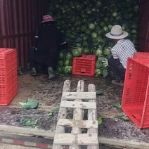 福建福清甘蓝流星包大量有货