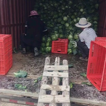 福建福清甘蓝流星包大量有货
