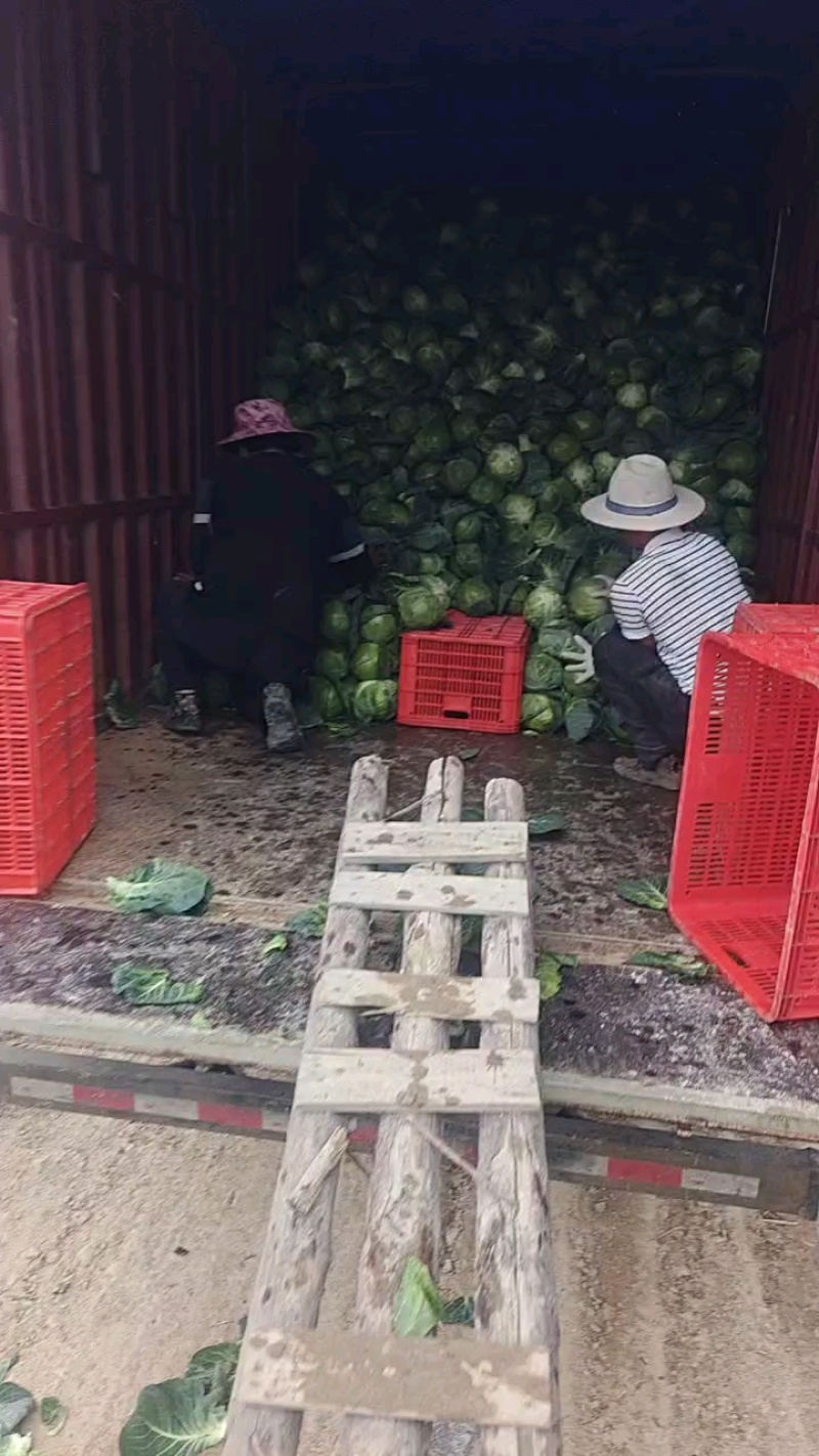 福建福清甘蓝流星包大量有货