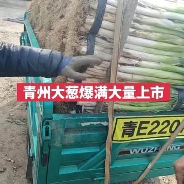 山东潍坊青州市大葱