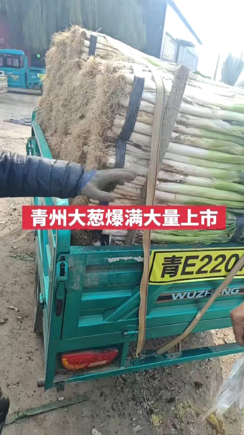 山东潍坊青州市大葱