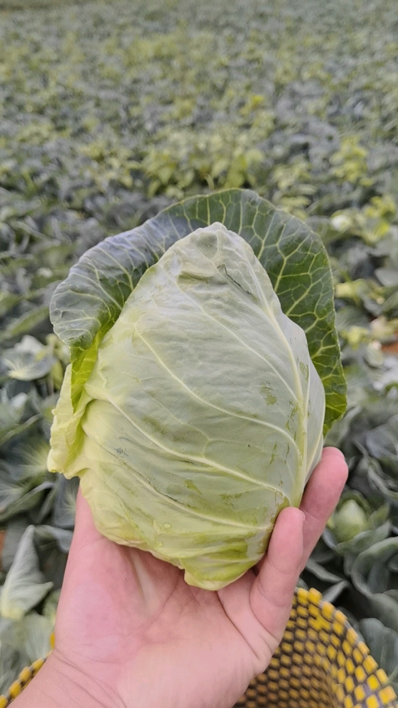 牛心甘蓝