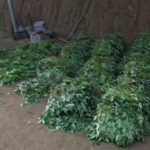 脱毒种苗蜜薯，红薯苗山东产地直发，扩繁大田苗，欢迎咨询