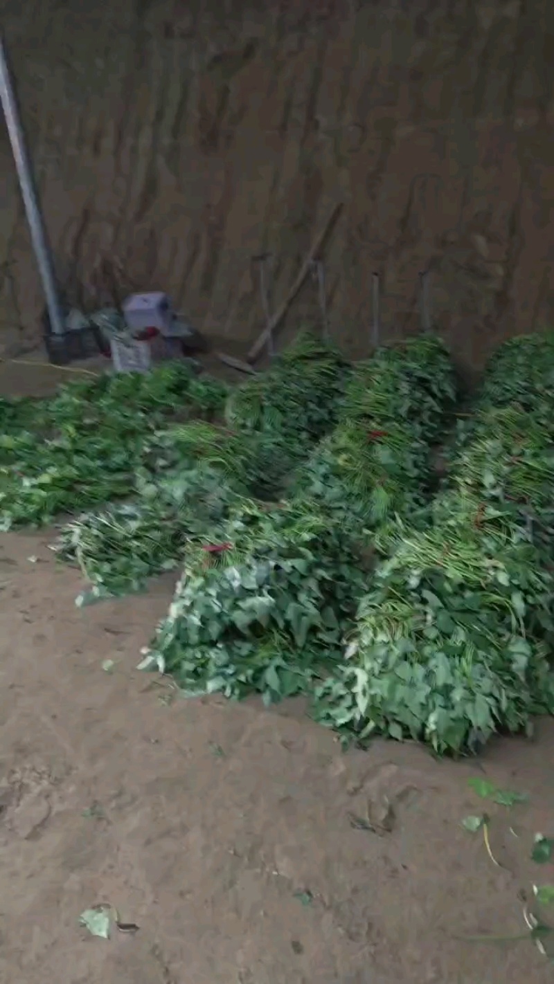 脱毒种苗蜜薯，红薯苗山东产地直发，扩繁大田苗，欢迎咨询