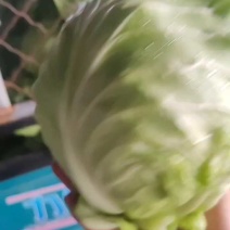 甘蓝宣甘蓝面包菜大量供货保质保量产地直发支持各种包装