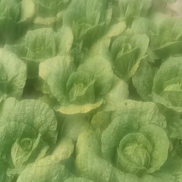 黄心大白菜精品货，4毛5一斤！