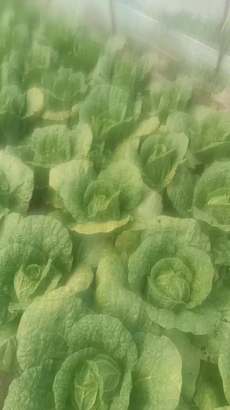 黄心大白菜精品货，4毛5一斤！