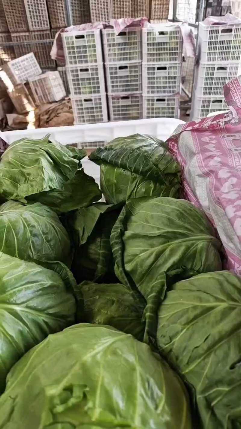 邯郸甘蓝大量到货，收货价0.35元起