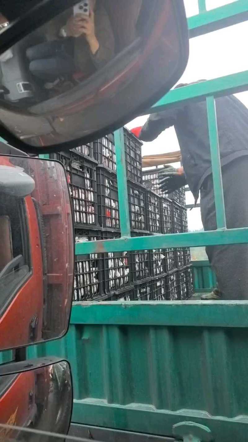 耙耙柑市场果子口感眯甜市场果耙耙柑大量出