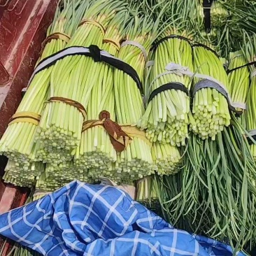 河南精品蒜苔大量上市了，支持视频看货，全国发货