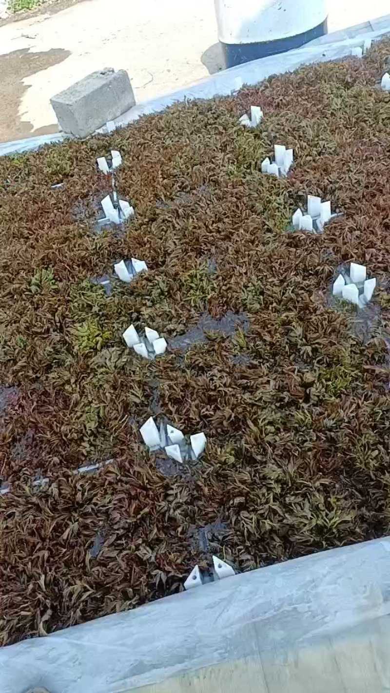 山东红香椿芽头茬红油香椿芽产地现摘现发货一条龙服务可代发