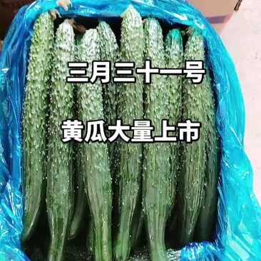 夏邑县黄瓜大量上市中，基地直销，各种规格，请新老顾客前来