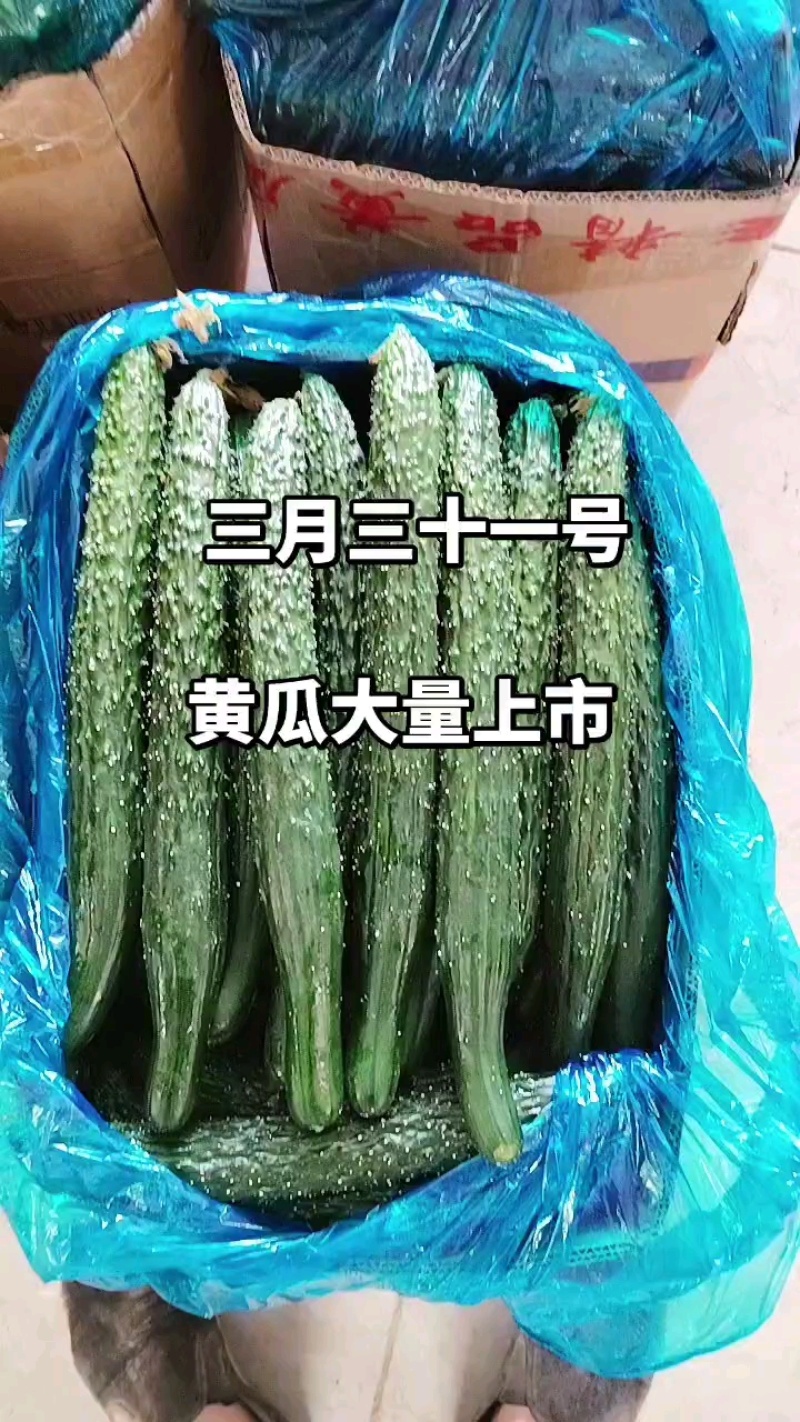 夏邑县黄瓜大量上市中，基地直销，各种规格，请新老顾客前来