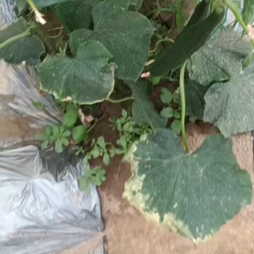 密刺黄瓜，皮毛靓丽，可视频看货，食堂，电商，商超价优