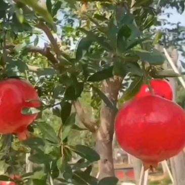 石榴树苗，蒙阳红石榴树苗，保证品种欢迎实地签约合同种植