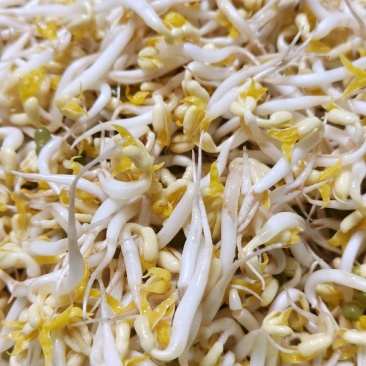 新货上市！新鲜绿豆芽，脆嫩多汁