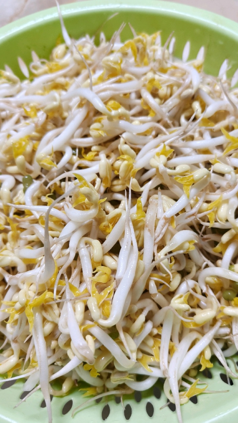 新货上市！新鲜绿豆芽，脆嫩多汁