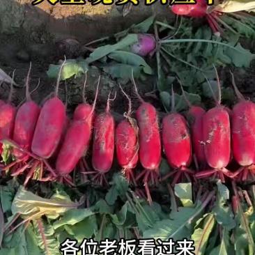 精品红皮萝卜产地大量上市发货一手货源批发品质保证价格美丽