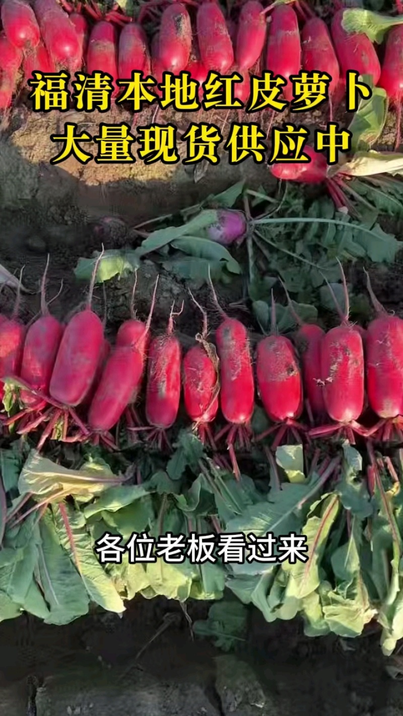 精品红皮萝卜产地大量上市发货一手货源批发品质保证价格美丽