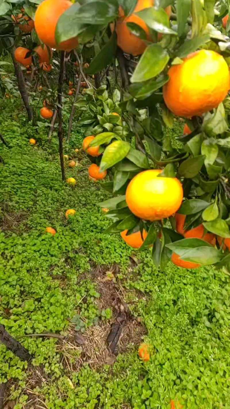 我要卖棉桔。
