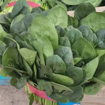 大叶菠菜