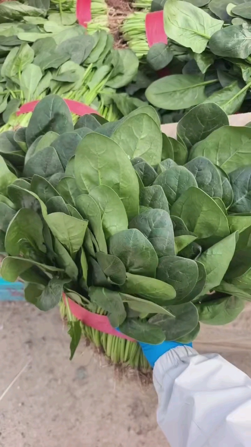 大叶菠菜