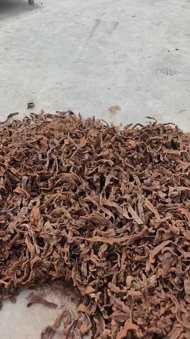 湖北咸丰县的骨碎补，需要的新老客户电话联系