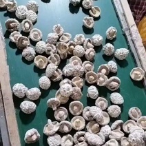 随州花菇5厘米以上产地基地直发餐饮商用家用食材展品礼品