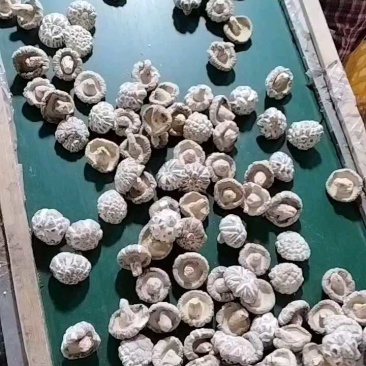 随州花菇5厘米以上产地基地直发餐饮商用家用食材展品礼品