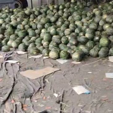 麒麟瓜到货，小甜丸口感，箱装批发。