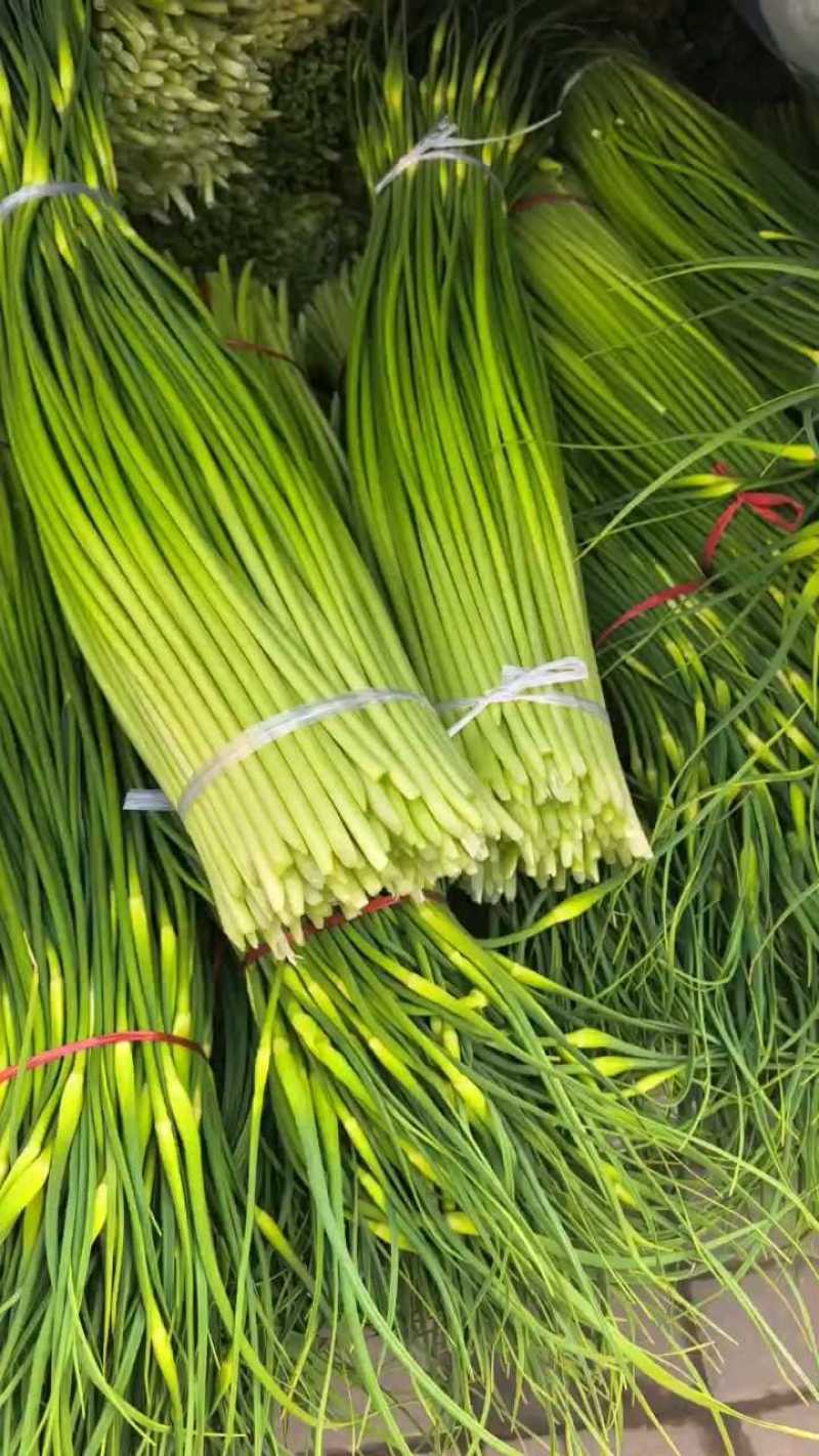 精品白帽鲜蒜苔大量现货，（无泡水)一手货源产地直发