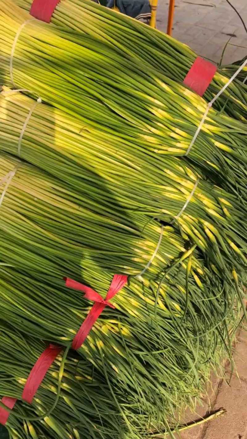 精品白帽鲜蒜苔大量现货，（无泡水)一手货源产地直发