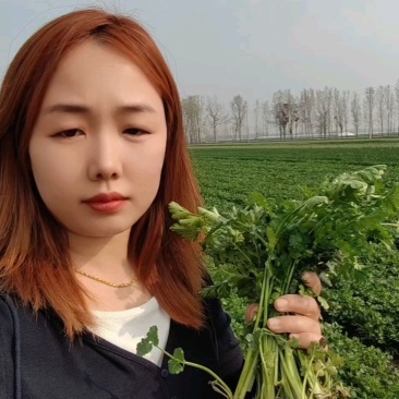 铁杆青香菜，25-30公分，4亩地急售！
