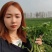 铁杆青香菜，25-30公分，4亩地急售！