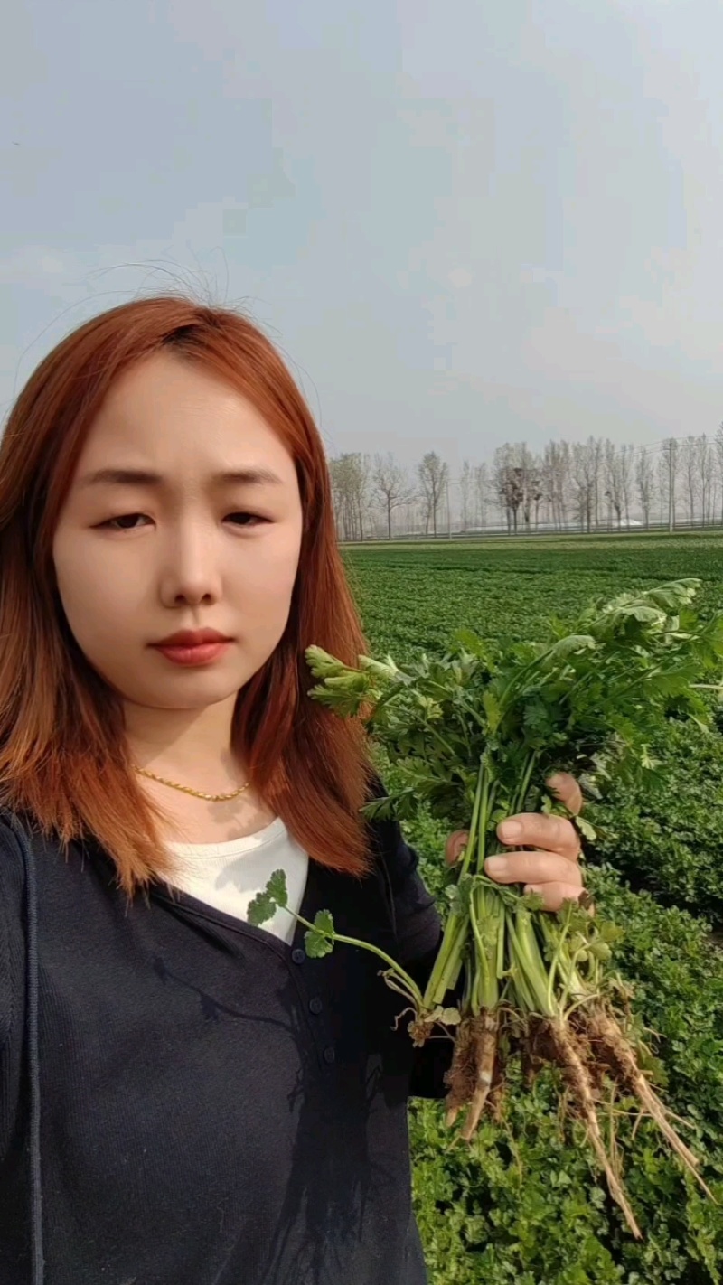 铁杆青香菜，25-30公分，4亩地急售！