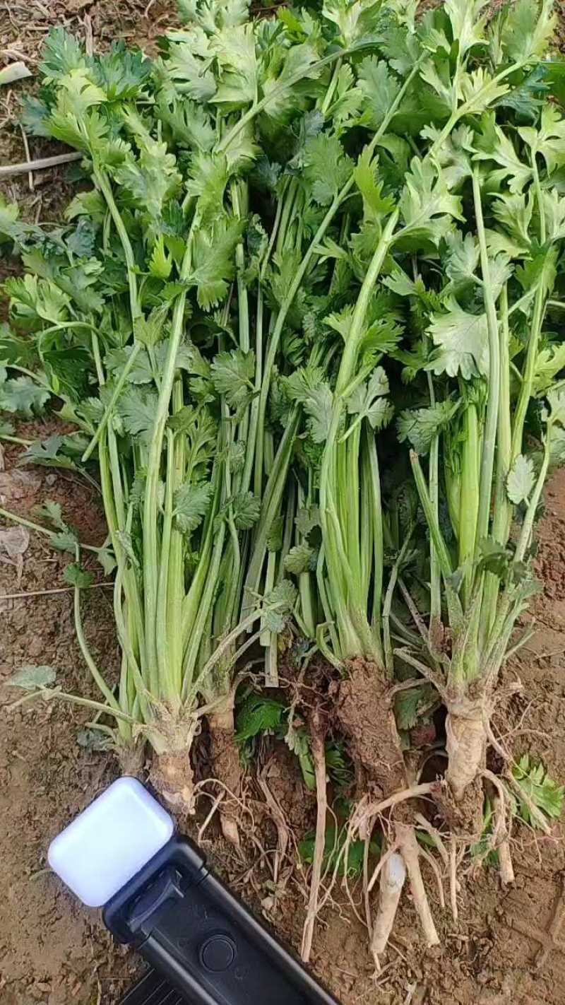铁杆青香菜4亩地，长度25-30公分，价格合适