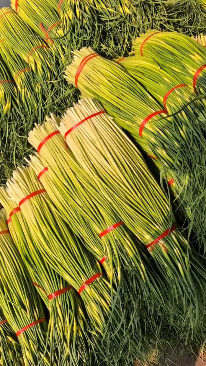 精品白帽鲜蒜苔大量现货，（无泡水)一手货源产地直发