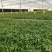 铁皮石斛驯化苗基地直发成活率高价格实惠欢迎来电